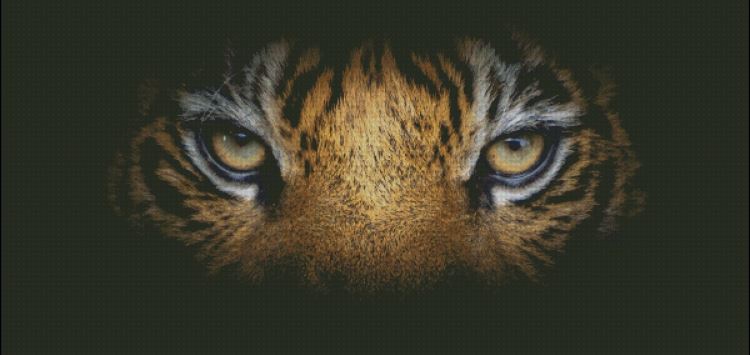 Eye of the Tiger